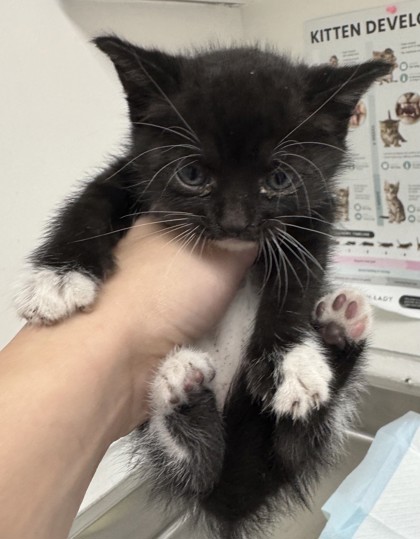 Shelter Stray Female Cat last seen Near 19th Ave, Oakland, CA, 1101 29th Ave, Oakland, CA 94601, USA