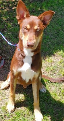 Shelter Stray Male Dog last seen Trees and high pointe, Cedar Hill, TX, 1150 E Pleasant Run Rd, Cedar Hill, TX 75104, USA