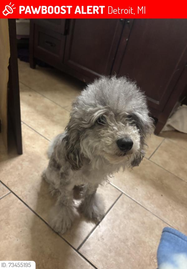 Lost Female Dog last seen Grand river/telegraph, near Detroit dog rescue, Detroit, MI 48219