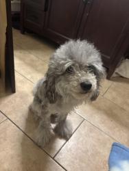 Lost Female Dog last seen Grand river/telegraph, near Detroit dog rescue, Detroit, MI 48219