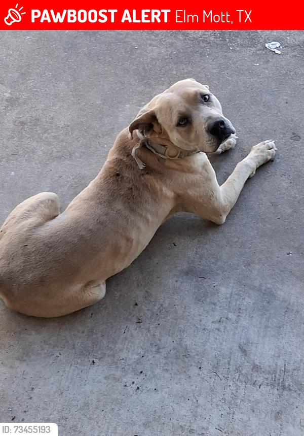 Lost Male Dog last seen Frostdale street elm mott tx, Elm Mott, TX 76640