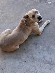Lost Male Dog last seen Frostdale street elm mott tx, Elm Mott, TX 76640