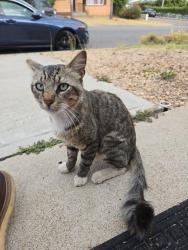 Lost Male Cat last seen Galveston St., San Diego, CA 92110