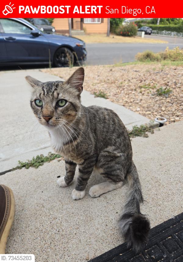Lost Male Cat last seen Galveston St., San Diego, CA 92110