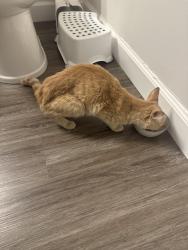 Reunited Male Cat last seen Cosmos Lane, McElrath Road and Foster Circle, Greer, SC 29651