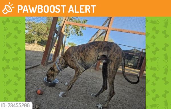 Found/Stray Male Dog last seen Idaleona, Riverside County, CA 92570