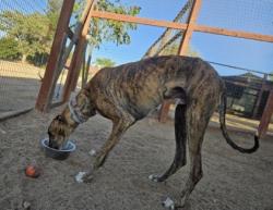 Found/Stray Male Dog last seen Idaleona, Riverside County, CA 92570