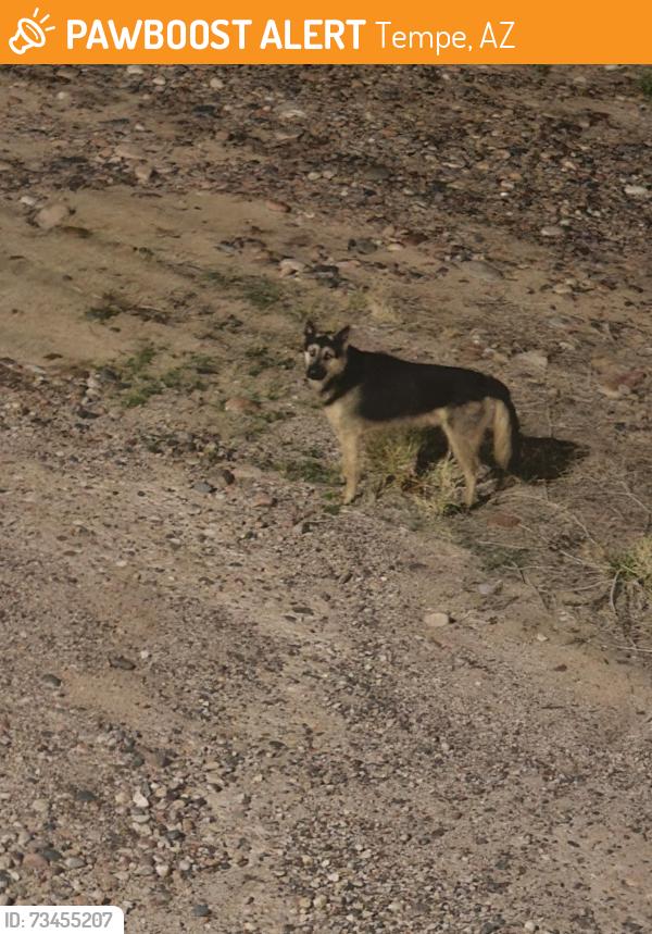 Found/Stray Unknown Dog last seen Priest and tempe lake, Tempe, AZ 85281
