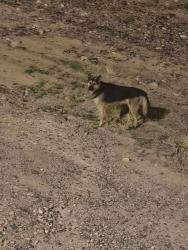 Found/Stray Unknown Dog last seen Priest and tempe lake, Tempe, AZ 85281