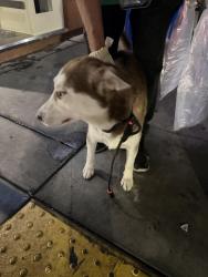 Found/Stray Male Dog last seen astoria and san fernando, Los Angeles, CA 91342