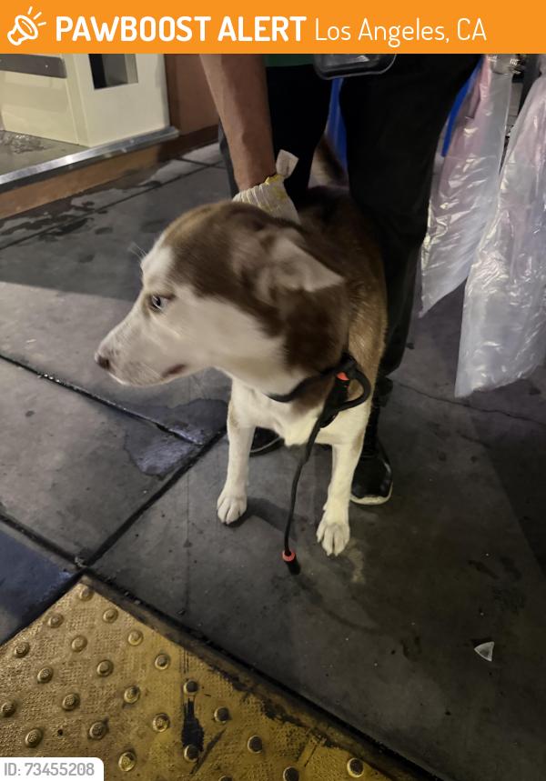 Found/Stray Male Dog last seen astoria and san fernando, Los Angeles, CA 91342