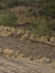 Found/Stray Unknown Dog last seen South tempe lake near priest, Tempe, AZ 85281