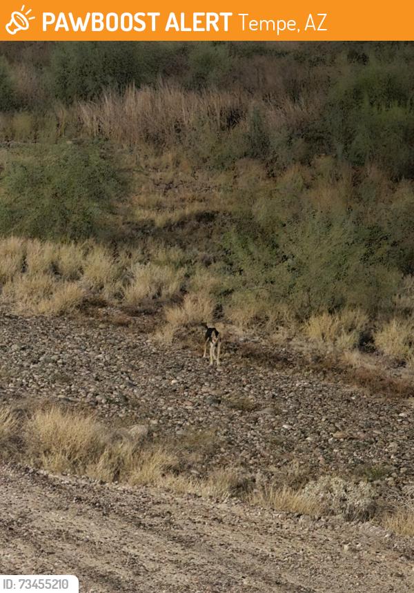 Found/Stray Unknown Dog last seen South tempe lake near priest, Tempe, AZ 85281