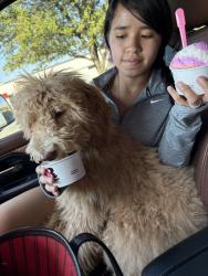 Reunited Female Dog last seen Harless, Odessa, TX 79763