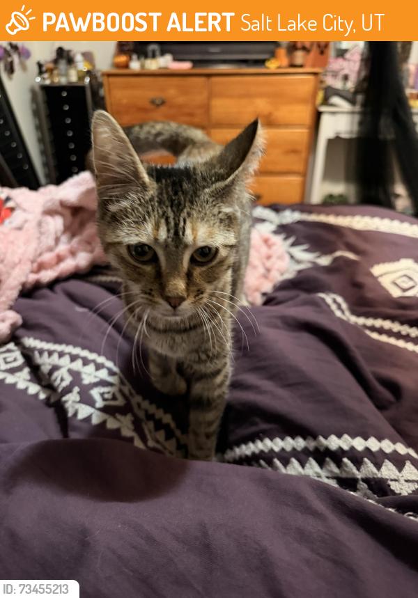 Found/Stray Unknown Cat last seen Near west bannock street west valley city UT, Salt Lake City, UT 84120