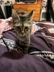 Found/Stray Unknown Cat last seen Near west bannock street west valley city UT, Salt Lake City, UT 84120
