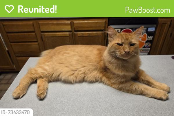 Reunited Male Cat last seen Near Trinity Garden Cir, Clemmons, NC 27012, USA, Clemmons, NC 27012