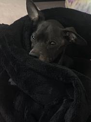 Reunited Male Dog last seen 46th Ave and Bancroft Ave Oakland 94601, Oakland, CA 94601