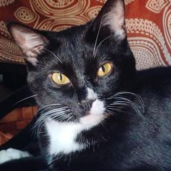 Lost Male Cat last seen 4th St E at Bates, Saint Paul, MN 55106