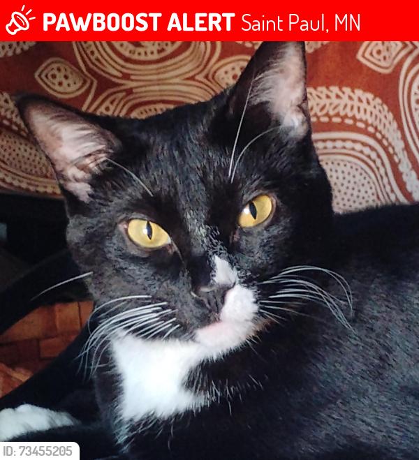 Lost Male Cat last seen 4th St E at Bates, Saint Paul, MN 55106