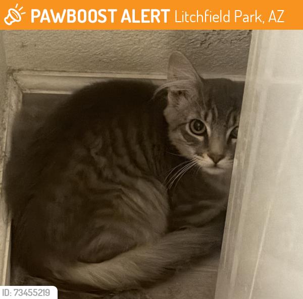 Found/Stray Male Cat last seen El Mirage & Bethany, Litchfield Park, AZ 85340