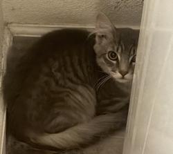 Found/Stray Male Cat last seen El Mirage & Bethany, Litchfield Park, AZ 85340