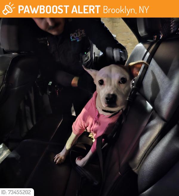 Found/Stray Female Dog last seen Atlantic ave Eastern Parkway Brooklyn, Brooklyn, NY 11233
