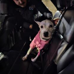 Found/Stray Female Dog last seen Atlantic ave Eastern Parkway Brooklyn, Brooklyn, NY 11233