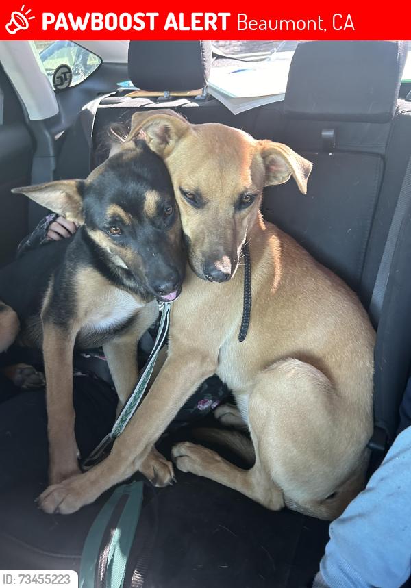 Lost Female Dog last seen Eighth Street, Beaumont, CA 92223