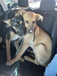 Lost Female Dog last seen Eighth Street, Beaumont, CA 92223