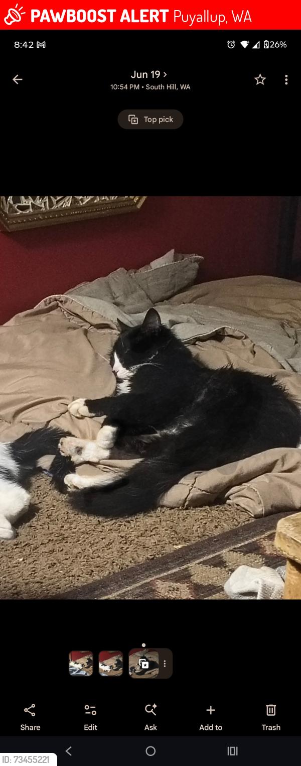 Lost Male Cat last seen Near 118th Ave e Puyallup wa 98374, Puyallup, WA 98374
