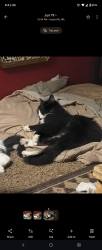Lost Male Cat last seen Near 118th Ave e Puyallup wa 98374, Puyallup, WA 98374
