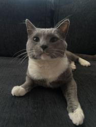 Lost Male Cat last seen Near Wall Street 90011 Los Angeles Ca, Los Angeles, CA 90011