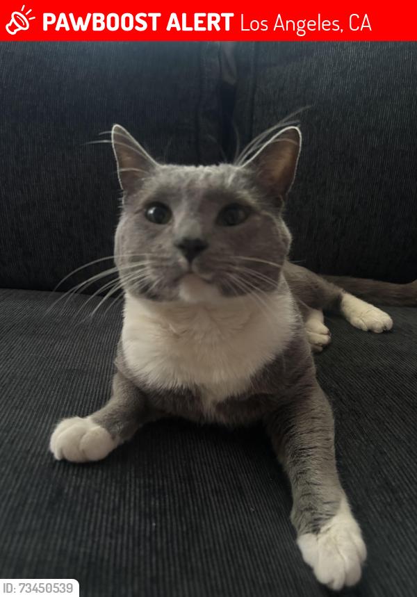 Lost Male Cat last seen Near Wall Street 90011 Los Angeles Ca, Los Angeles, CA 90011