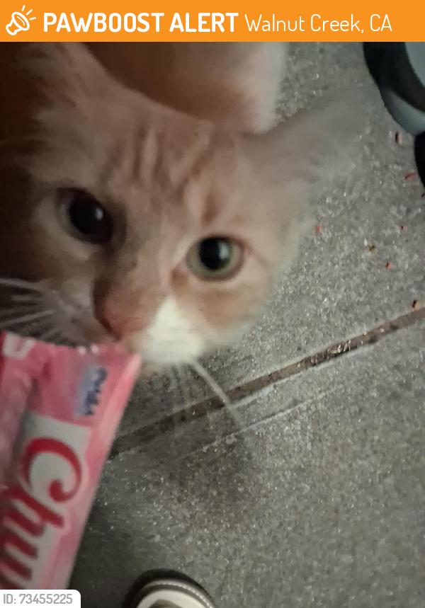 Found/Stray Male Cat last seen Olympia Way in my /apmt complex, Walnut Creek, CA 94597