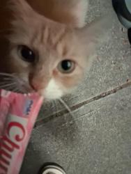 Found/Stray Male Cat last seen Olympia Way in my /apmt complex, Walnut Creek, CA 94597