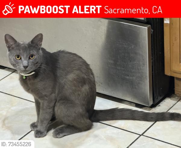 Lost Male Cat last seen Seyferth Way & La Mancha Way, Sacramento, CA 95823