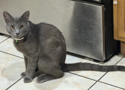 Lost Male Cat last seen Seyferth Way & La Mancha Way, Sacramento, CA 95823