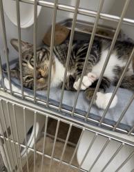 Found/Stray Male Cat last seen Near Broadway, Lowell, MA 01854