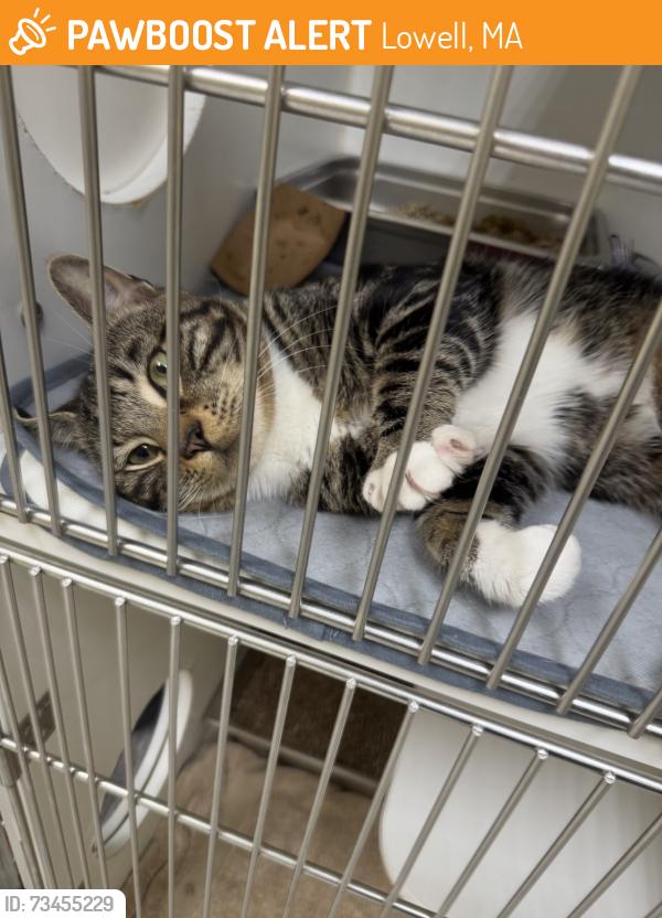 Found/Stray Male Cat last seen Near Broadway, Lowell, MA 01854