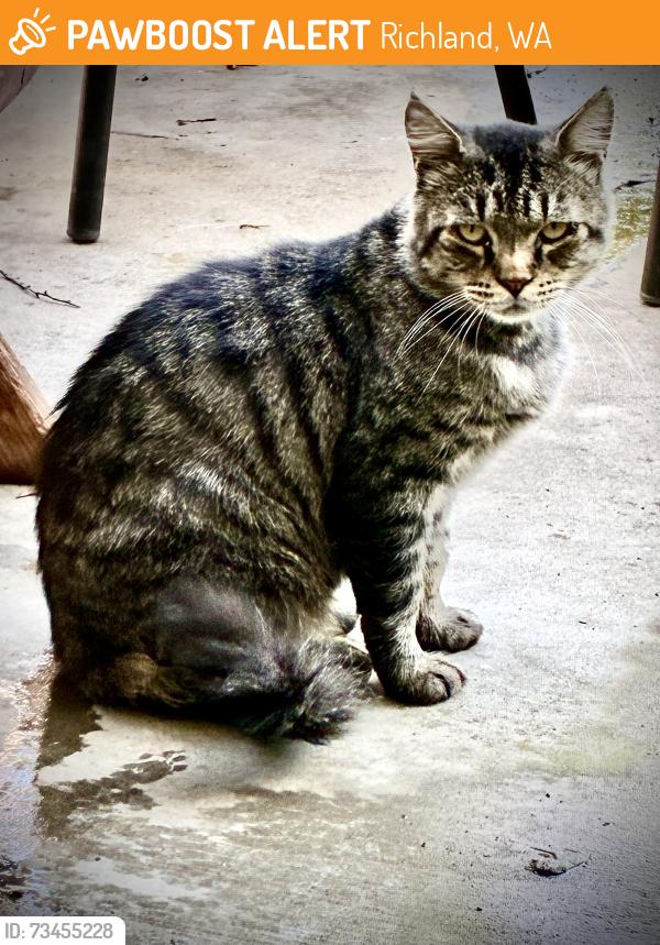 Found/Stray Male Cat last seen Cottonwood/Agnes/Thayer, Richland, WA 99352