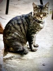 Found/Stray Male Cat last seen Cottonwood/Agnes/Thayer, Richland, WA 99352