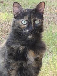 Found/Stray Female Cat last seen Glenview and Hwy 26, Richland Hills, TX 76180
