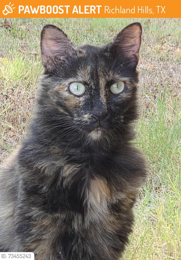 Found/Stray Female Cat last seen Glenview and Hwy 26, Richland Hills, TX 76180