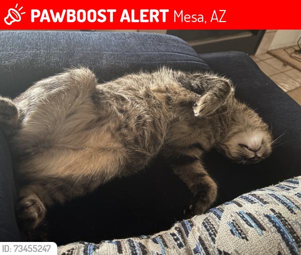 Lost Male Cat last seen Near e Norwood st, Mesa, AZ 85213