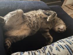 Lost Male Cat last seen Near e Norwood st, Mesa, AZ 85213