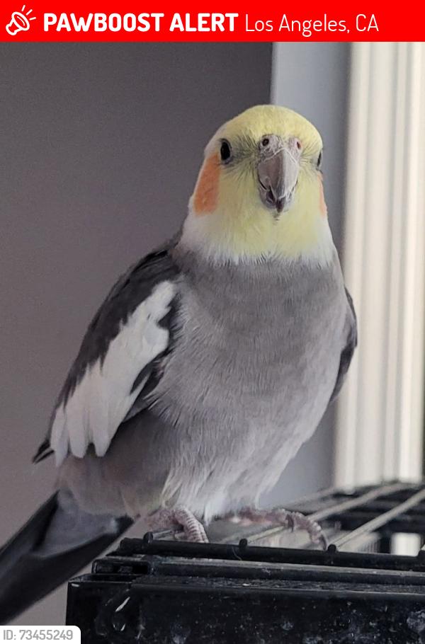Lost Male Bird last seen La Tuna canyon Rd & Lambkins St., Los Angeles, CA 91352