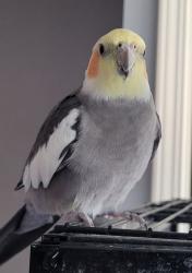 Lost Male Bird last seen La Tuna canyon Rd & Lambkins St., Los Angeles, CA 91352