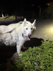 Found/Stray Unknown Dog last seen Woodstock Park, Portland, OR 97206