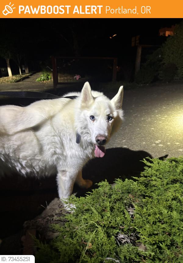 Found/Stray Unknown Dog last seen Woodstock Park, Portland, OR 97206